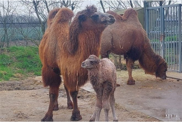 Dierenpark Zie-Zoo