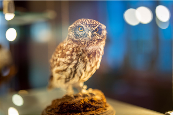 Natuurmuseum Brabant