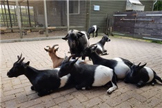 Feest op de Helderse Vallei<br>