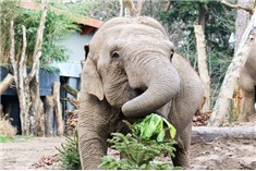 Dierenpark Amersfoort live<br>