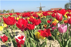 Pluktuin La Fleur<br>