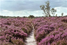 Familiepad Meinweg<br>