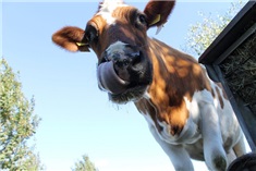 Stadsboerderij Eilandsteede<br>