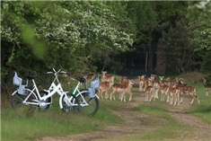 Fietsen op de Hoge Veluwe<br>